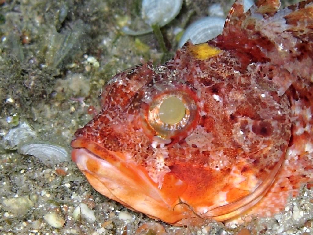 Scorpaena notata